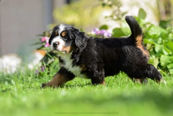 bovari del bernese cucciolata di alta genealogia