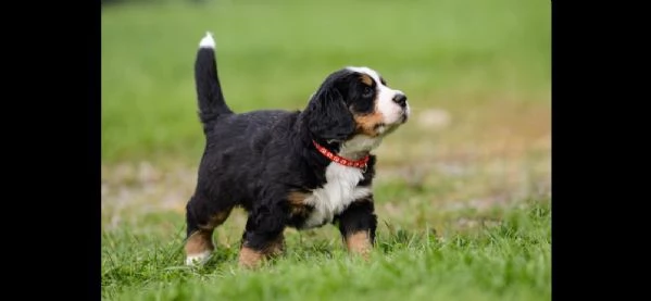 bovari del bernese cucciolata di alta genealogia | Foto 1