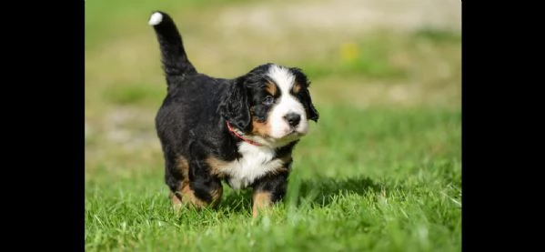 bovari del bernese cucciolata di alta genealogia | Foto 0