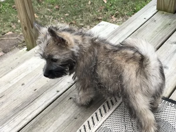 splendidi cuccioli di cairn terrier | Foto 2