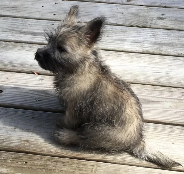 splendidi cuccioli di cairn terrier