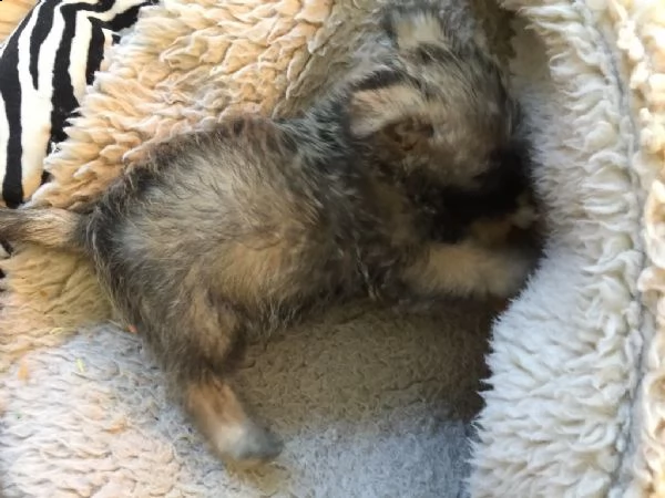 splendidi cuccioli di cairn terrier | Foto 0