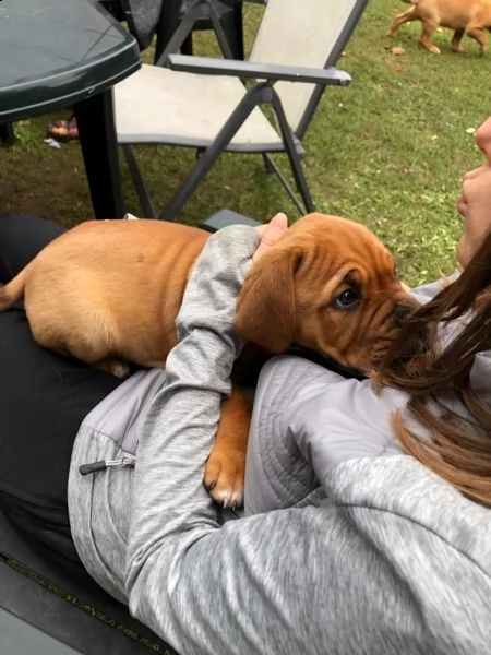 bellissimi cuccioli di dogue de bordeaux