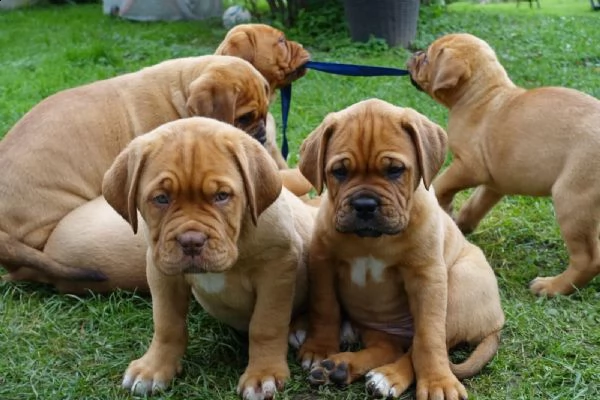 bellissimi cuccioli di dogue de bordeaux | Foto 0