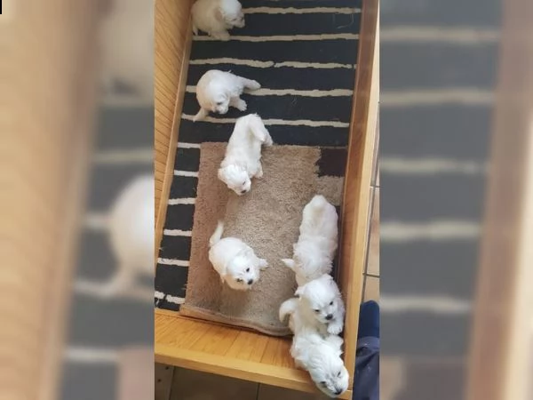 splendido cucciolo maltese puro taglia piccola