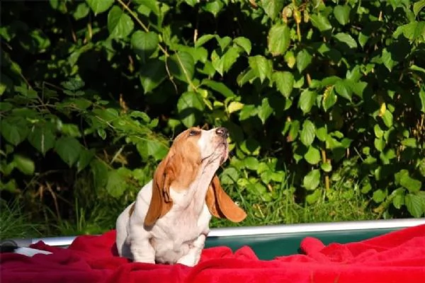 bello basset hound cuccioli maschi e femmine pronto ora  | Foto 2