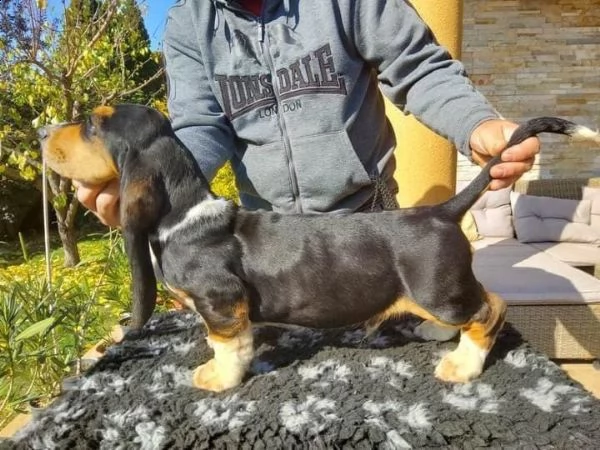 bello basset hound cuccioli maschi e femmine pronto ora  | Foto 1