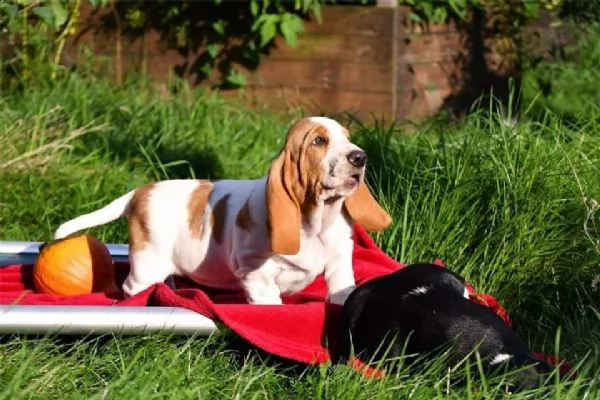 bello basset hound cuccioli maschi e femmine pronto ora  | Foto 0