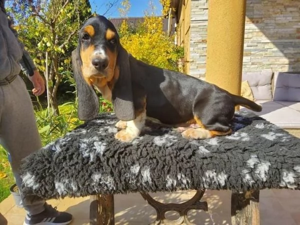 bello basset hound cuccioli maschi e femmine pronto ora 