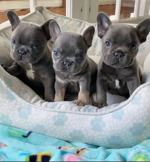 vendita cucciolo cuccioli di bouldogue francese  | Foto 3