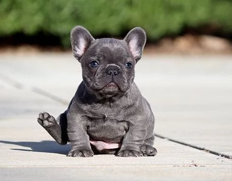 vendita cucciolo cuccioli di bouldogue francese  | Foto 2