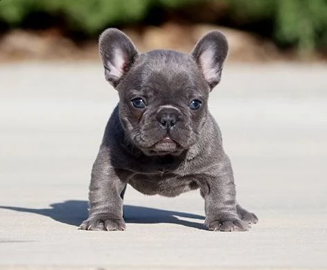 vendita cucciolo cuccioli di bouldogue francese 