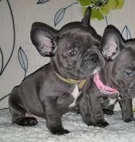 vendita cucciolo cuccioli di bouldogue francese  | Foto 1