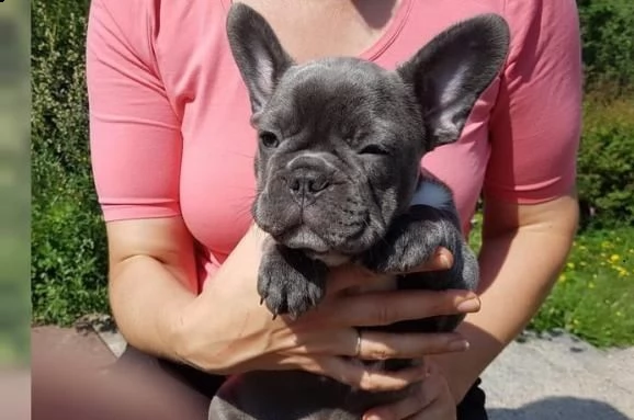 vendita cucciolo cuccioli di bouldogue francese  | Foto 0