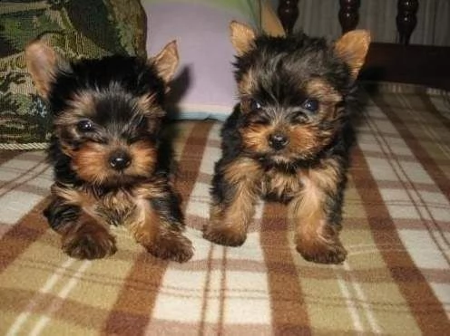 adorabile tazza da tè per uomo e donna yorkie | Foto 1