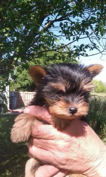adorabile tazza da tè per uomo e donna yorkie | Foto 0