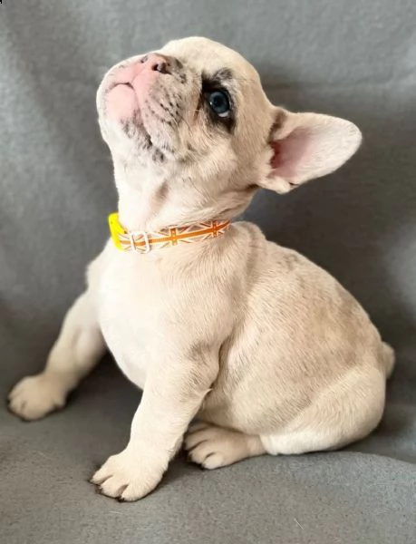 bouledogue femmina e maschio di 3 mesi