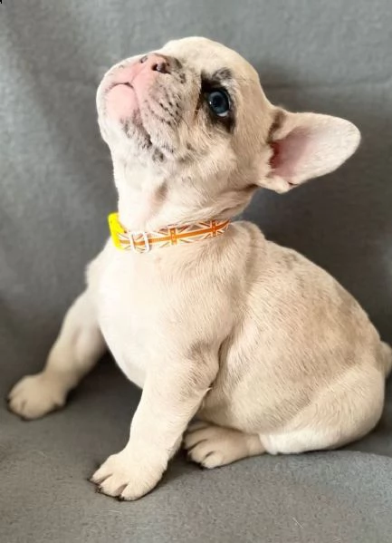 cuccioli bouledogue francese exotico
