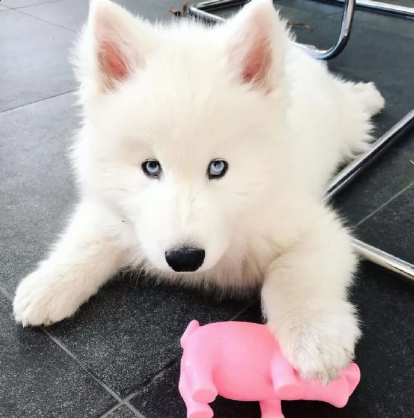 siberian husky bianco con gli occhi azzurri