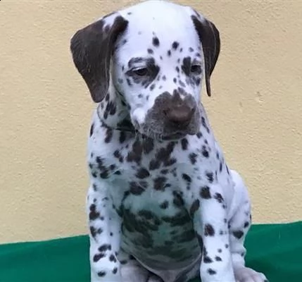 cuccioli di dalmata pronti | Foto 1
