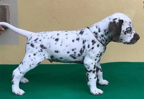 cuccioli di dalmata pronti | Foto 0