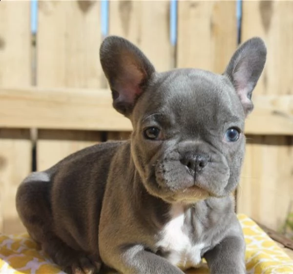 sanissimi bouledogue francese cuccioli