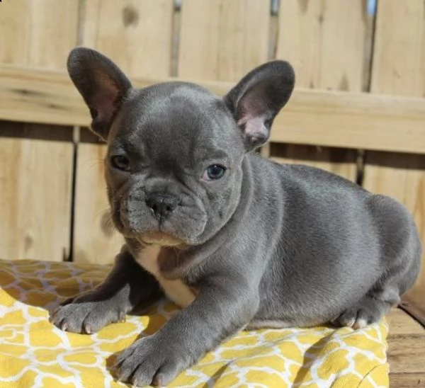 sanissimi bouledogue francese cuccioli | Foto 0