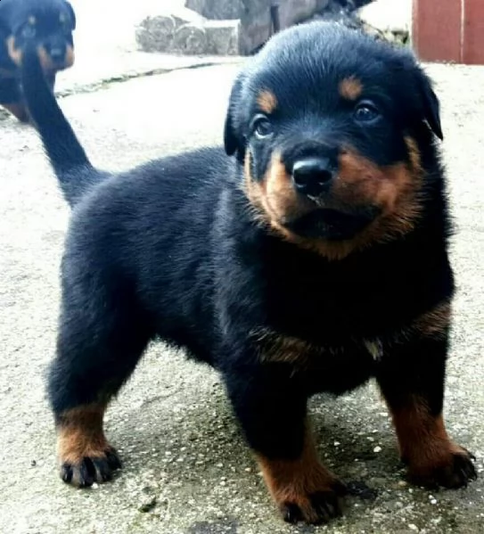 disponiamo di attivissimi cuccioletti di rottweiler