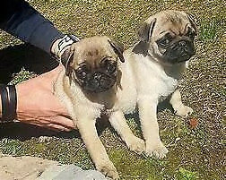 cucciolo di carlino perfettissimo inteligentissimo