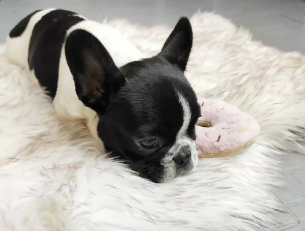 bouledogue francesi//