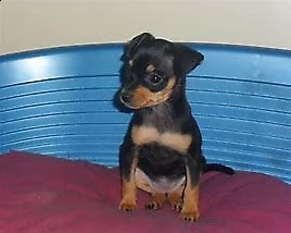 cucciolo di pincher toy