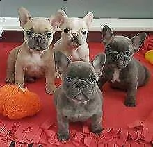 bellissimo cucciolo di bull dog francese perfettissimo