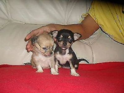 cucciolo di pincher chiwawa toy buonissimo bravissimo e generosissimo di 70 giorni