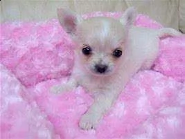 cedo cucciolo di pincer chiwawa mini mini toy g