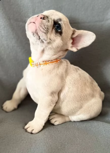 bouledogue francese blue e crema regalo | Foto 2
