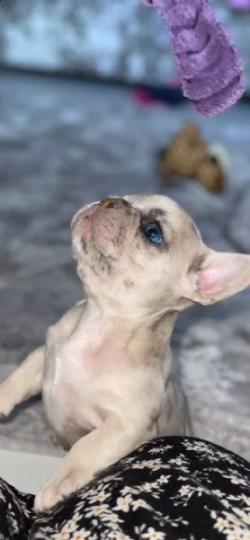 bouledogue francese blue e crema regalo | Foto 1