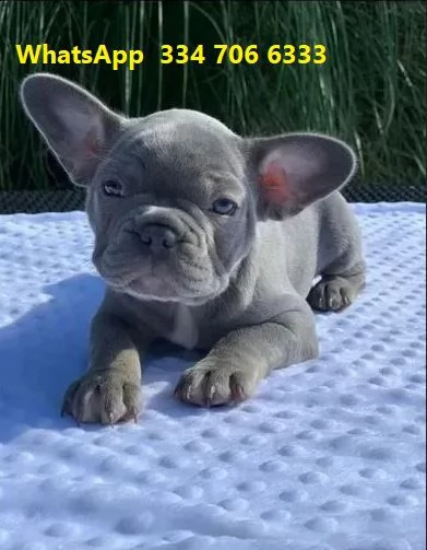 bouledogue francese blue e crema regalo