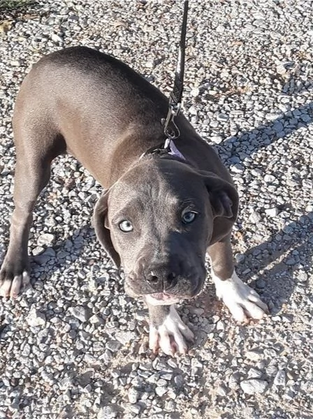 adorabili cuccioli di pitbull americano messi in adozione,