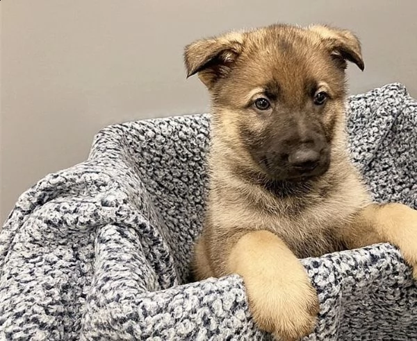  regalo pastore tedesco cuccioli meravigliosi ! 