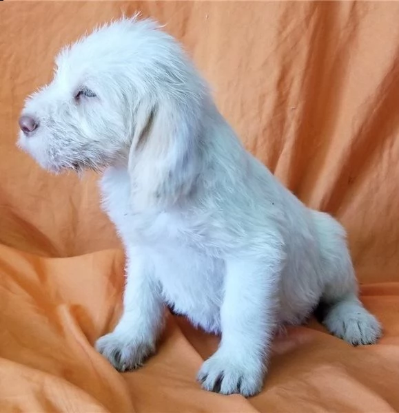 regalo spinone italiano cuccioli meravigliosi ! 