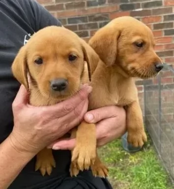 cuccioli di labrador