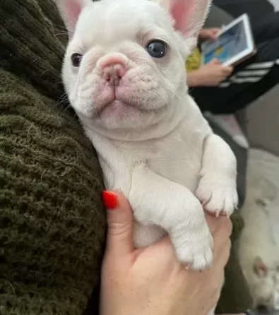 cuccioli di bouledogue