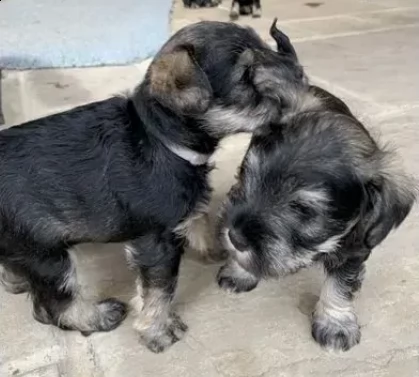 cuccioli di schnauzer
