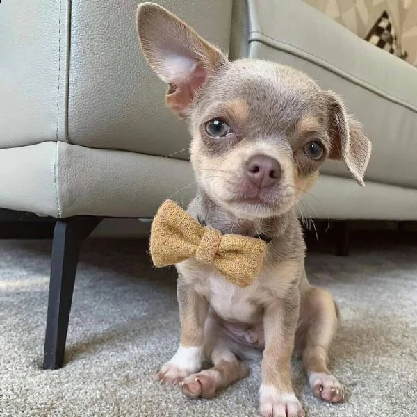 chihuahua toy