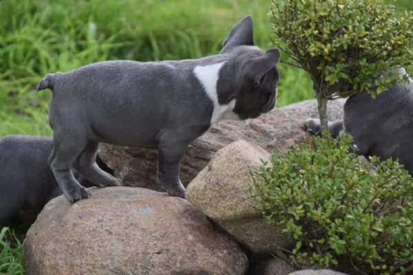 cuccioli bouledogue francese blu