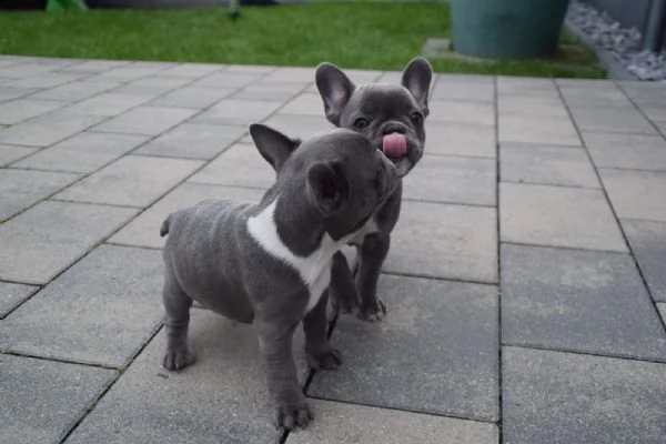 cuccioli bouledogue francese blu | Foto 1