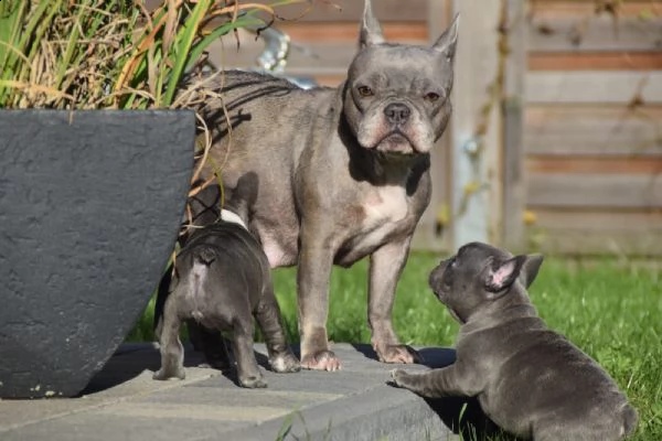 cuccioli bouledogue francese blu | Foto 0