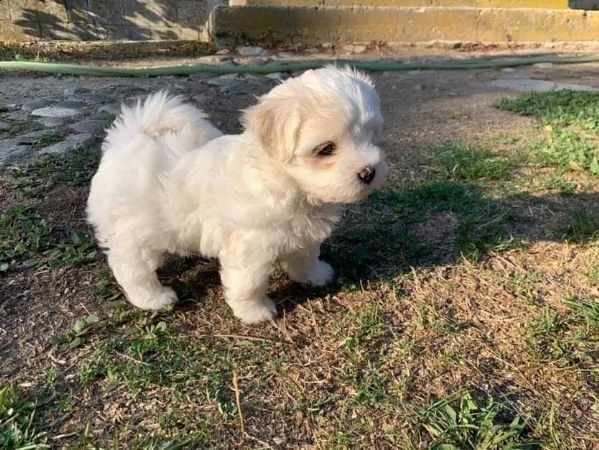 maltesi cuccioli mini  | Foto 1