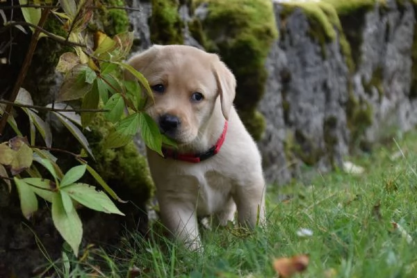 splendidi cuccioli di labrador retriver con pedigree | Foto 3