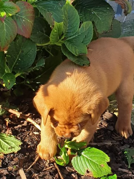 splendidi cuccioli di labrador retriver con pedigree | Foto 2